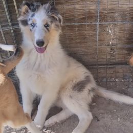 Collie Puppies from Desert Kennels