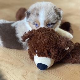 Australian Shepherd Puppies from Echolight Australian Shepherds