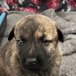 "Heidi p" Dutch Shepherd Puppies from Monadnock Dutch Shepherds