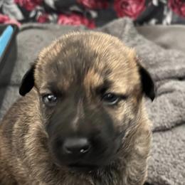 "Heidi p" Dutch Shepherd Puppies from Monadnock Dutch Shepherds