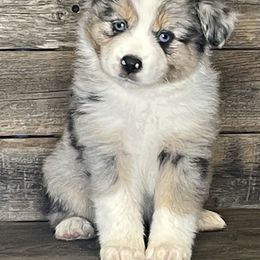 Miniature Australian Shepherd Puppies from Little Woods