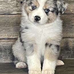 Miniature Australian Shepherd Puppies from Little Woods