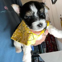 Boy2 - Black tan and white male Biewer Terrier puppy in Douglas, Georgia from Southern Georgia Yorkies and biewers