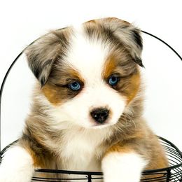 Ivanhoe - Miniature Australian Shepherd puppy from Rigas Mini Aussies LLC