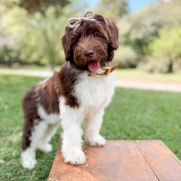 Paloma - Parti female Goldendoodle puppy in Ooltewah, Tennessee from Allison Family Doodles