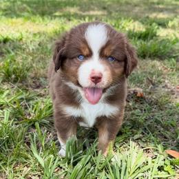 Violet ASDR - Red tri female Miniature Australian Shepherd puppy in Polk City, Florida from Skaky Shepherds