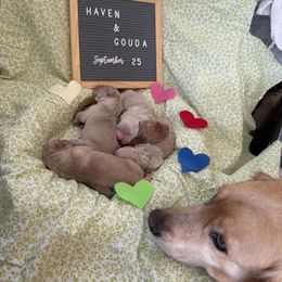 Boy 1 - male Golden Retriever puppy in Novato, California from Level Up Retrievers