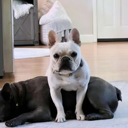 Betty - French Bulldog