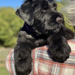 Boy 1 - Black male Black Russian Terrier puppy in Oklahoma from Ter’Avalon Kennel