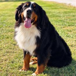 Hana - Black rust and white female Bernese Mountain Dog puppy in Flat Rock, Illinois from Corner Stone Bernese Mountain Dogs