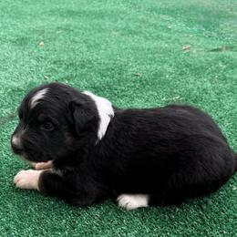 Roger - Black tri-color male Australian Shepherd puppy in Mount Vernon, Texas from RJ's Aussie Posse