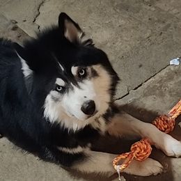 Blue - Siberian Husky