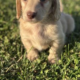 Baker - Cream male Dachshund puppy in Bentonville, Arkansas from T & D Dachshunds by design
