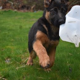 German Shepherd Puppies from Vom Aariz