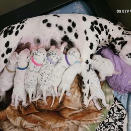 Dalmatian Puppies from Hollytree Dalmatians