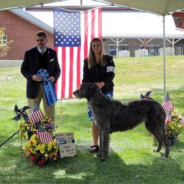 Irish Wolfhound and Pomsky All Grown Up from Bingo's Puppies