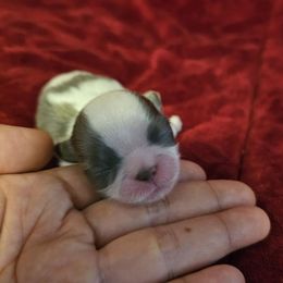 Mollie - Silver and white female Shih Tzu puppy in Corona, California from Ju Shih Tzu