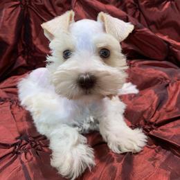 Sierra - Parti female Miniature Schnauzer puppy in Kentucky from Mrs Bs Teeny Schnauzers & Doodles