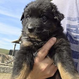 Kindle-Black tri girl -blk face - Black tri-color female Australian Shepherd puppy in Nezperce, Idaho from Willow Creek Farm