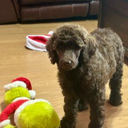 Storm - Sable female Poodle puppy in Deltona, Florida from S. E. Standard Poodles