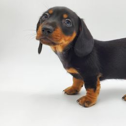 Dachshund Puppies from AKDachshunds
