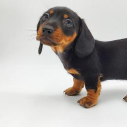 Dachshund Puppies from AKDachshunds