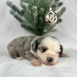 Sugar - Blue merle female Miniature Australian Shepherd puppy in Bedias, Texas from JSK Aussie and Cavaliers