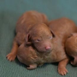 Marilla - Red  female Poodle puppy in Bauxite, Arkansas from Mountain Ridge Poodles