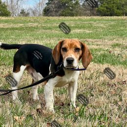 Al - Beagle