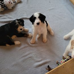 Bernedoodle Puppies from Beloved Bernedoodles of North Dakota