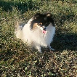 Cricket - Pomeranian