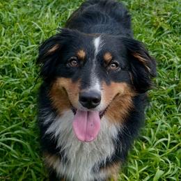 Sunapee - Australian Shepherd