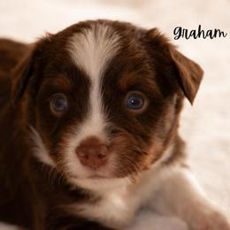 Graham - Red tri male Miniature Australian Shepherd puppy in Blackfoot, Idaho from Bellewynd Acres