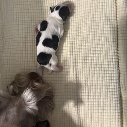 Boy 3 (Vincenzolo) - Parti male Miniature Schnauzer puppy in New Bern, North Carolina from DJS Delightful Miniature Schnauzers