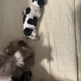 Boy 3 (Vincenzolo) - Parti male Miniature Schnauzer puppy in New Bern, North Carolina from DJS Delightful Miniature Schnauzers