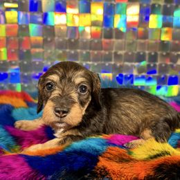 YALE - Wild boar female Dachshund puppy in Mc Neil, Arkansas from Shining A Lowriders & Co.