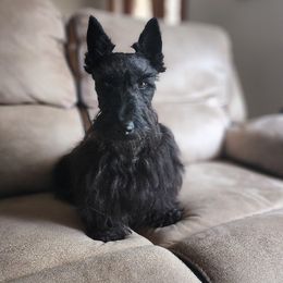 Sassy - Scottish Terrier
