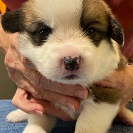 Pembroke Welsh Corgi Puppies from Silver Mae Kennel