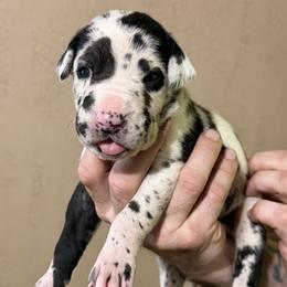 Harl 3 - Harlequin female Great Dane puppy in Ottumwa, Iowa from Robin's Great Danes
