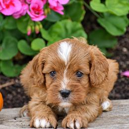 Austin - Red male Cavapoo puppy in Gap, Pennsylvania from Country View Puppies ( License 18816)