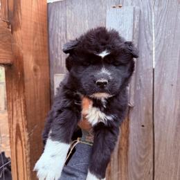 Girl 3 - Black and white female Siberian Husky puppy in Iron River, Wisconsin from Wiemeri Siberians