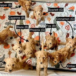 Poodle Puppies from Regal Crest Poodles