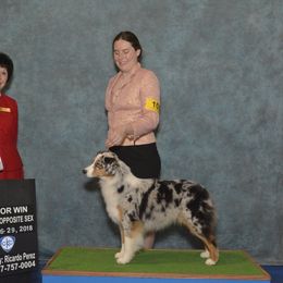 Whisper  - Australian Shepherd