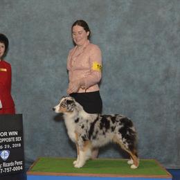 Whisper  - Australian Shepherd