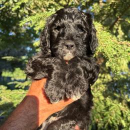 Loon - Black and white male Bernedoodle puppy in Coopersburg, Pennsylvania from Deutsch Hund Haus