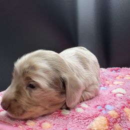 Dachshund Puppies from Andrepont Dachshunds