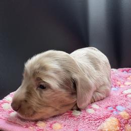 Dachshund Puppies from Andrepont Dachshunds