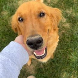 Sunny - Golden Retriever