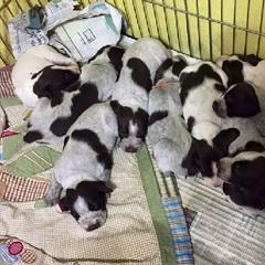 Dachshund and German Wirehaired Pointer Puppies from Inverness Kennels