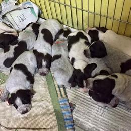 Dachshund and German Wirehaired Pointer Puppies from Inverness Kennels